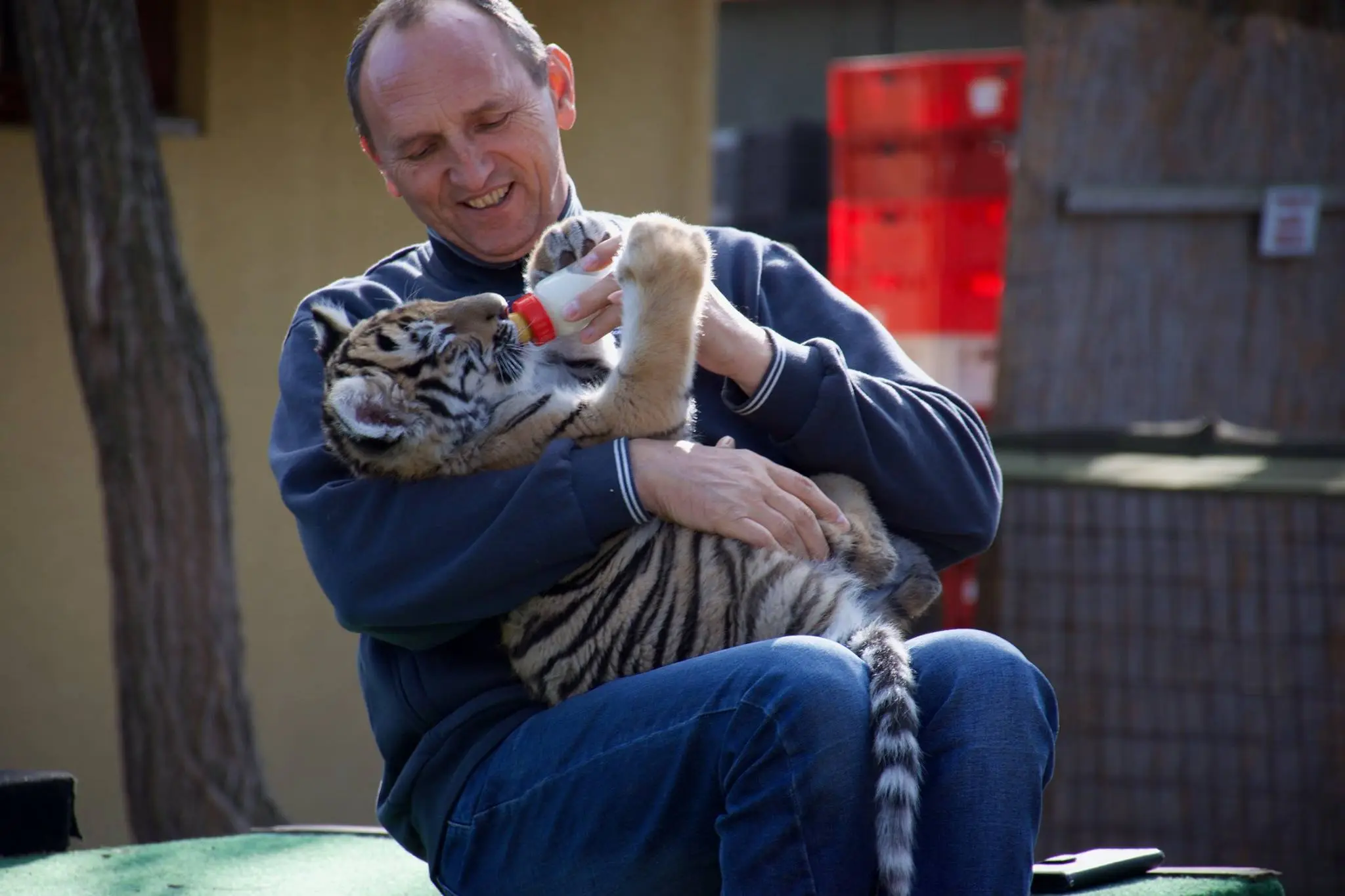 Örökbefogadható fehér bengáli tigris a MagánZOO Felsőlajos állatkertben