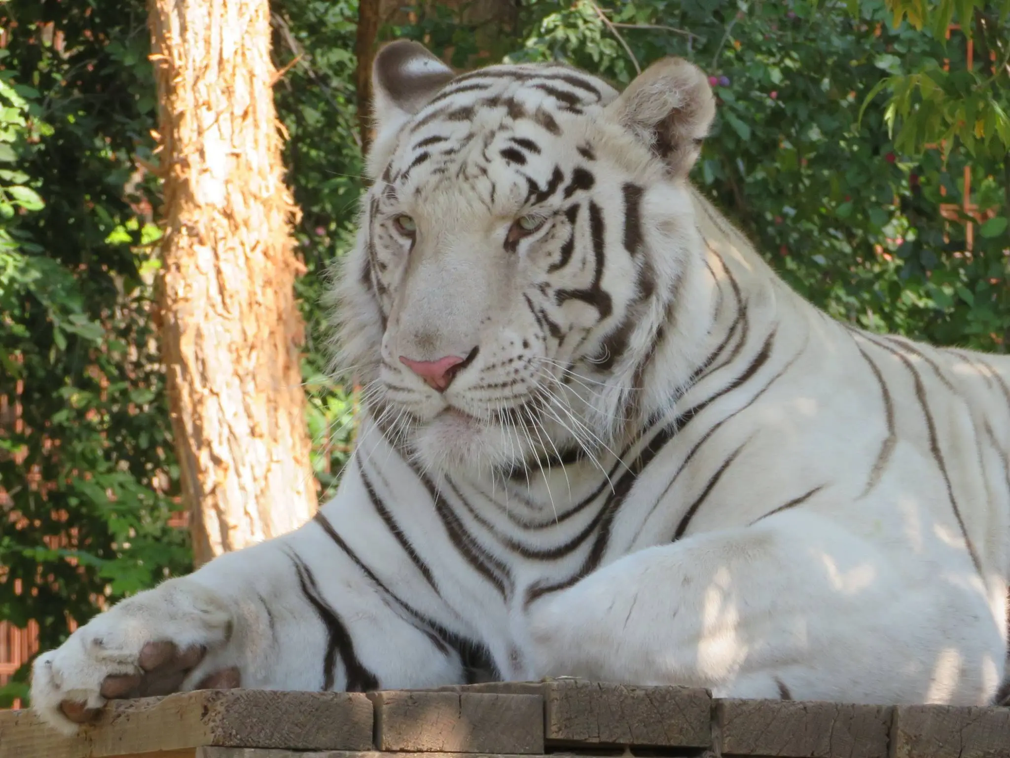 Fehér bengáli tigris a MagánZOO-ban