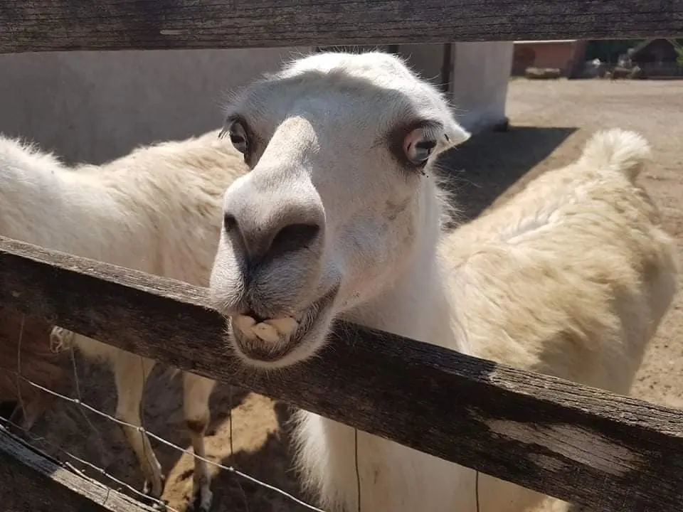 Láma a MagánZOO-ban, Felsőlajoson