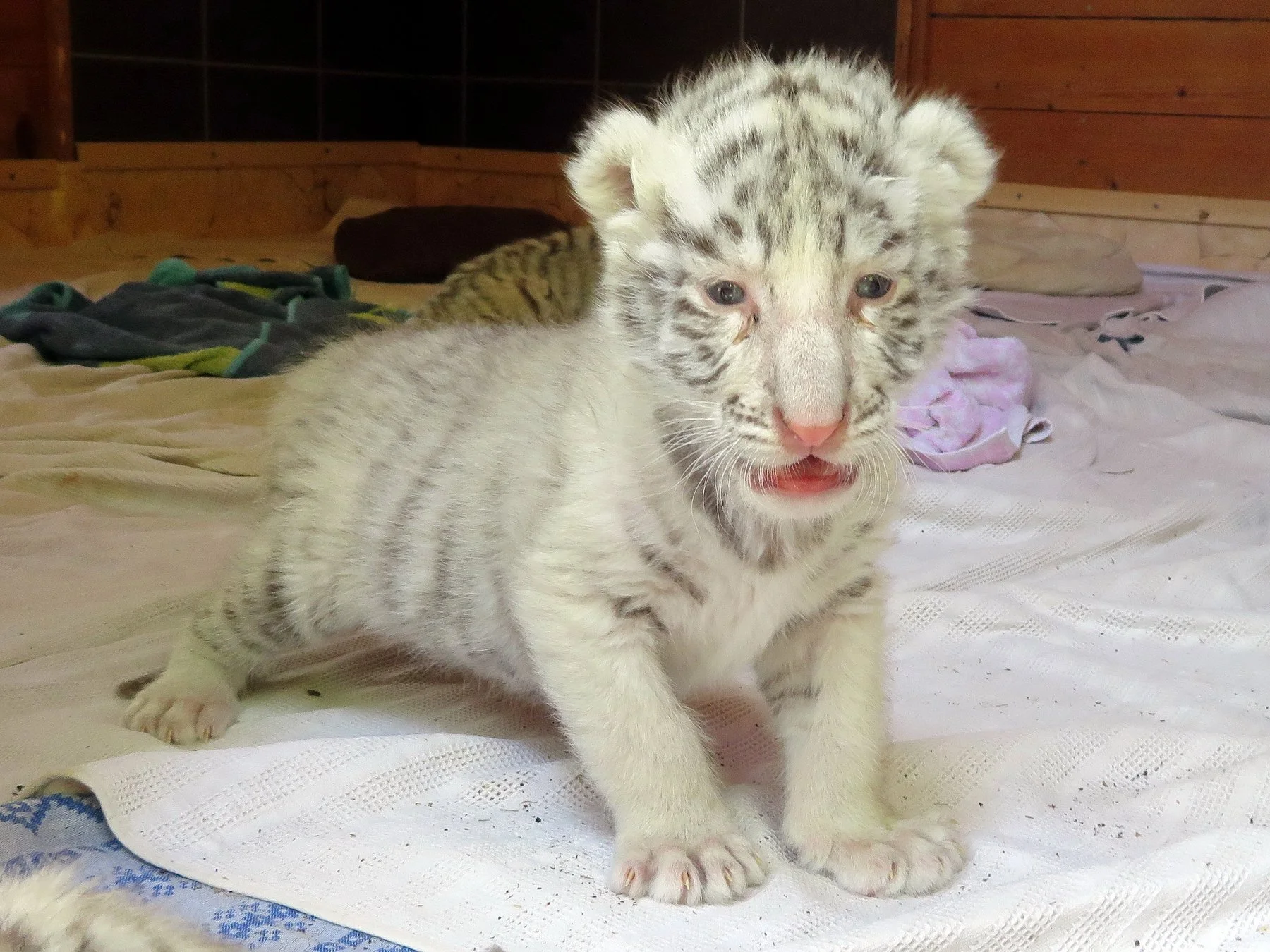Ritka Fehér bengáli tigris a MagánZOO-ban