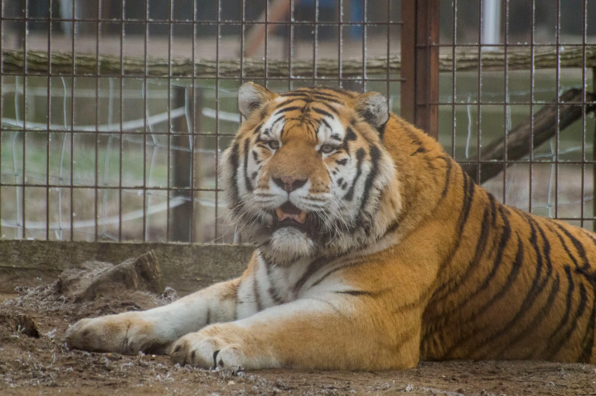 Szibériai tigris a MagánZOO Felsőlajos parkjában